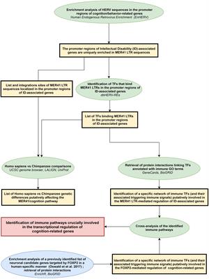 The Promoter Regions of Intellectual Disability-Associated Genes Are Uniquely Enriched in LTR Sequences of the MER41 Primate-Specific Endogenous Retrovirus: An Evolutionary Connection Between Immunity and Cognition